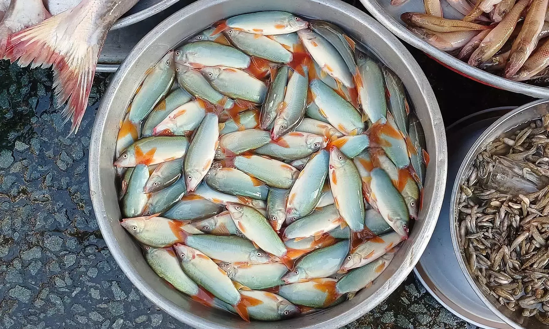 Hình minh họa: Hơn 600.000 đồng một kg cá heo nước ngọt