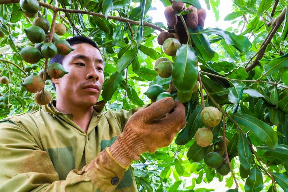 Hình minh họa: Vì sao trồng hơn 46.000 ha mắc ca, Việt Nam vẫn phải nhập?