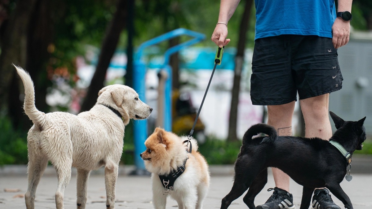Hình minh họa: Chó dại cắn 4 người, Đăk Lăk khoanh vùng ổ dịch