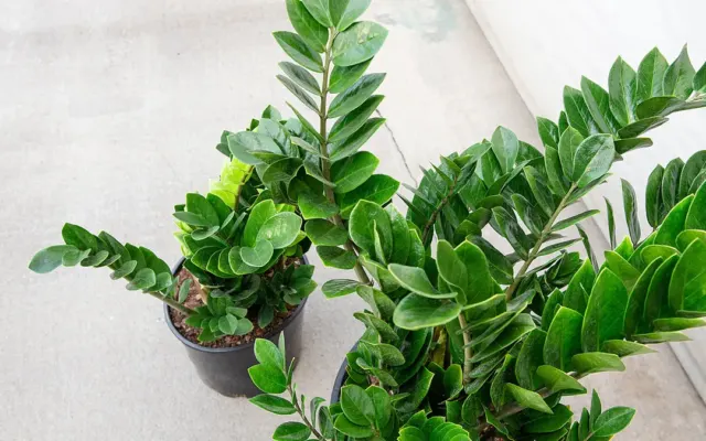 Kim tiền, vạn niên thanh – 2 cây tài lộc coi chừng trúng độc