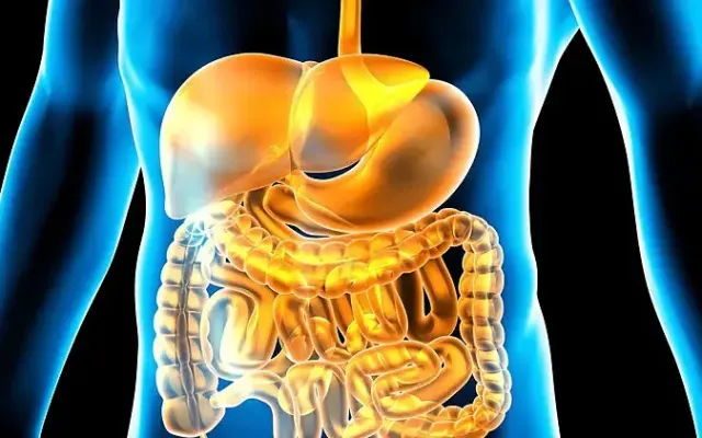 Chất xơ hay men vi sinh tốt hơn cho hệ tiêu hóa?