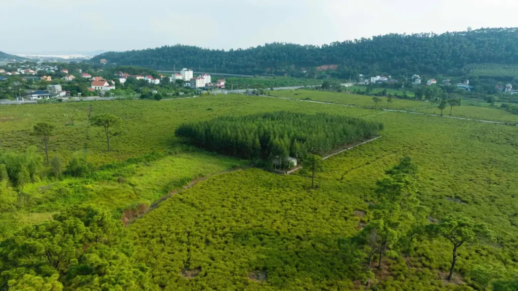 Hình minh họa: Đổ xô đi check in cánh đồng rễ trăm tuổi ở Hải Phòng