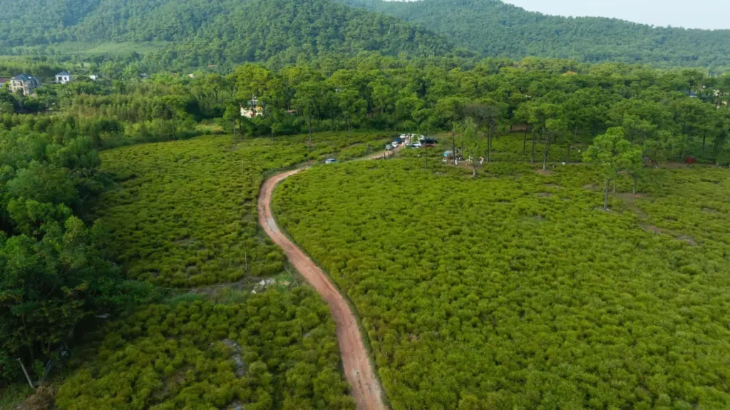 Hình minh họa: Đổ xô đi check in cánh đồng rễ trăm tuổi ở Hải Phòng