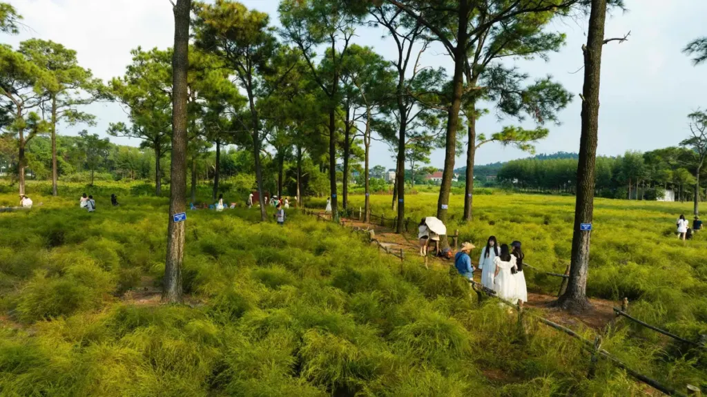 Hình minh họa: Đổ xô đi check in cánh đồng rễ trăm tuổi ở Hải Phòng