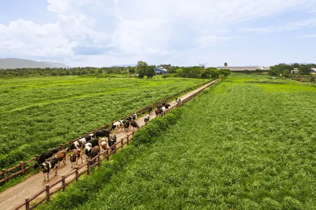 Hình minh họa: Vinamilk 18 năm liên tục giữ danh hiệu thương hiệu quốc gia