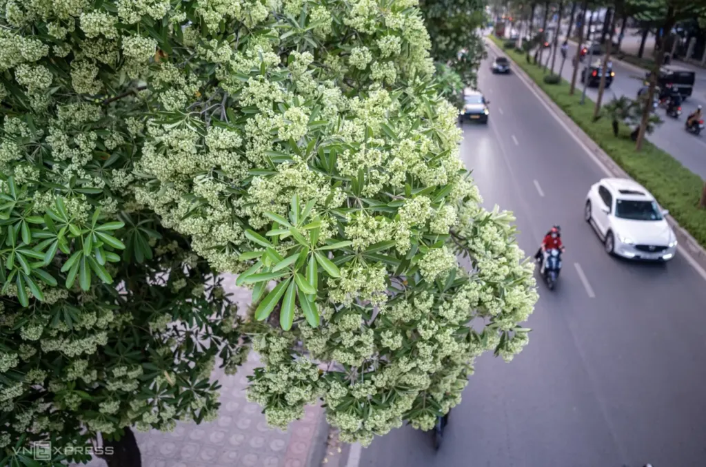 Hình minh họa: Trốn mùi hoa sữa Hà Nội