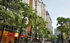 Người dân nhiều đô thị châu Á cũng khổ vì mùi hoa sữa