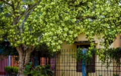 Trốn mùi hoa sữa Hà Nội