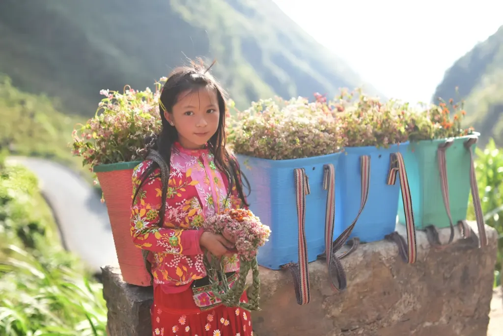 Hình minh họa: Những điểm hoa tam giác mạch nở rộ ở cao nguyên đá Đồng Văn