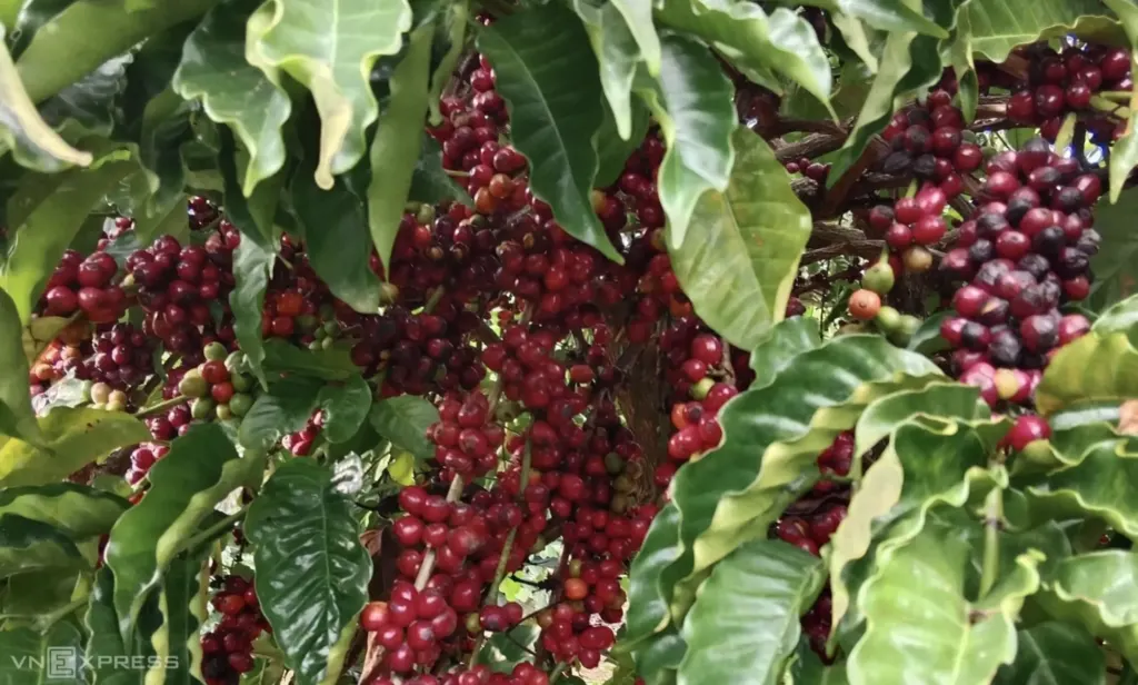 Hình minh họa: Giá cà phê lao dốc