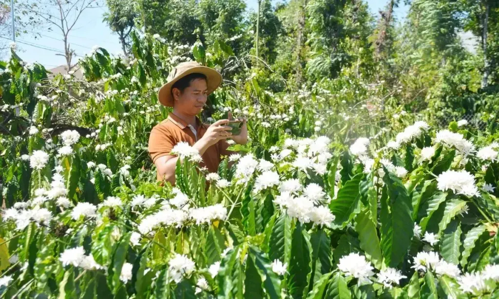 Hình minh họa: Đăk Lăk phát triển 75.000 ha cà phê thích ứng biến đổi khí hậu