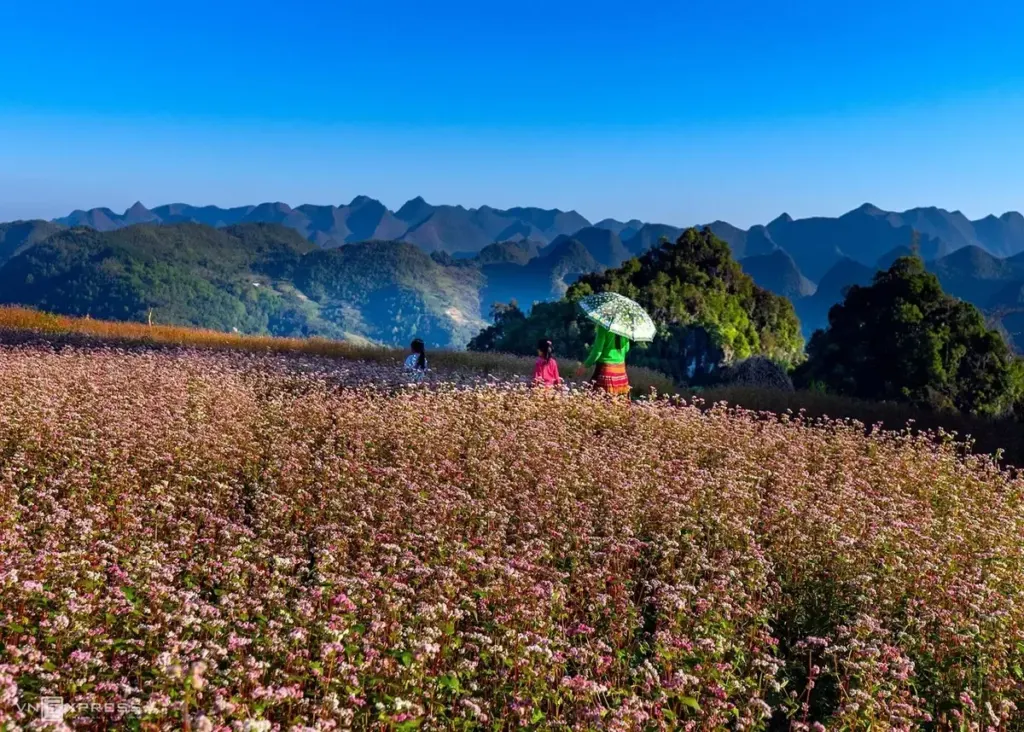 Hình minh họa: Những điểm hoa tam giác mạch nở rộ ở cao nguyên đá Đồng Văn