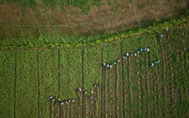 World Bank cảnh báo nguy cơ khủng hoảng lương thực toàn cầu