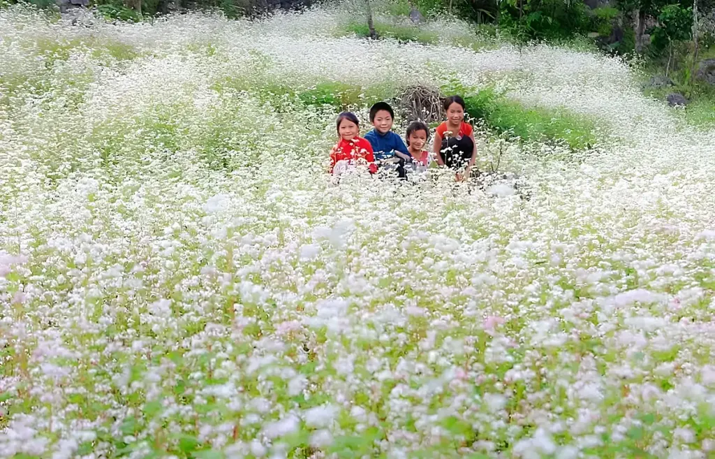 Hình minh họa: Những điểm hoa tam giác mạch nở rộ ở cao nguyên đá Đồng Văn