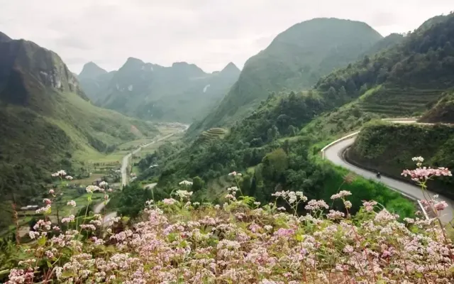 Những điểm hoa tam giác mạch nở rộ ở cao nguyên đá Đồng Văn