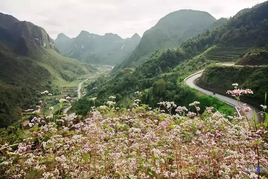 Hình minh họa: Những điểm hoa tam giác mạch nở rộ ở cao nguyên đá Đồng Văn