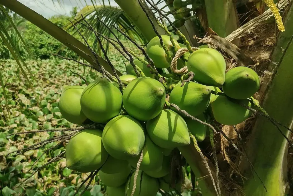Hình minh họa: Điều gì xảy ra khi uống nước dừa để giảm cân?