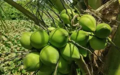 Điều gì xảy ra khi uống nước dừa để giảm cân?