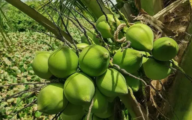 Điều gì xảy ra khi uống nước dừa để giảm cân?
