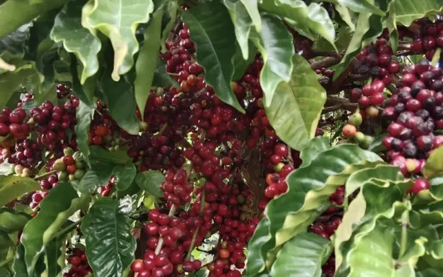 Giá cà phê lao dốc