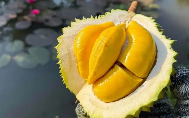 Thương lái chi hoa hồng cao săn sầu Musang King trái vụ