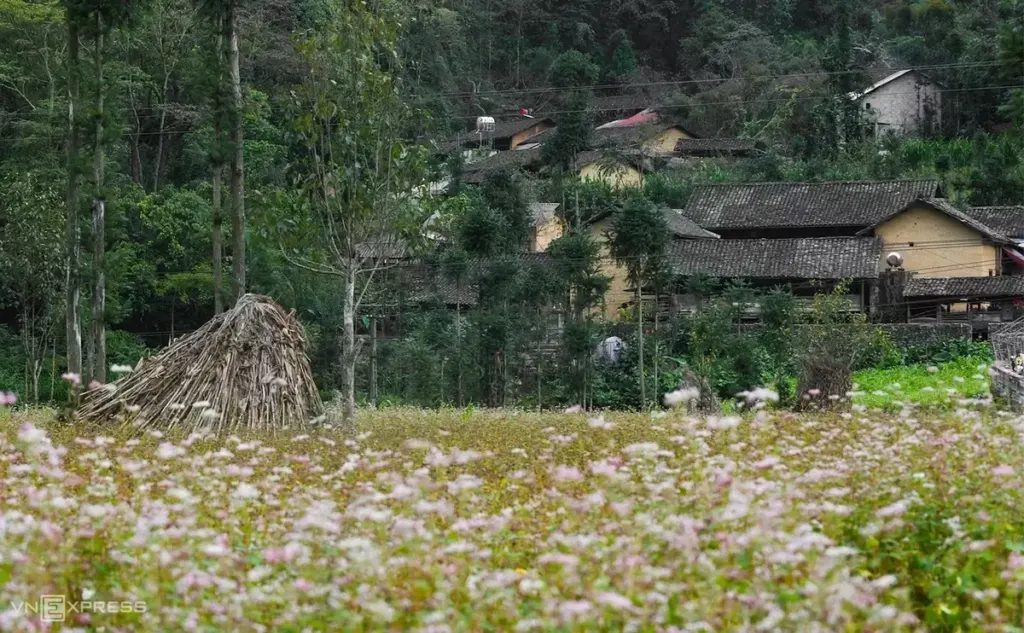 Hình minh họa: Những điểm hoa tam giác mạch nở rộ ở cao nguyên đá Đồng Văn