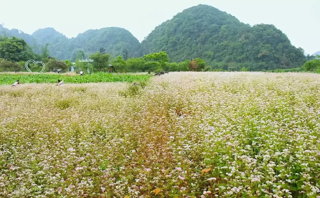 Hình minh họa: Những điểm hoa tam giác mạch nở rộ ở cao nguyên đá Đồng Văn