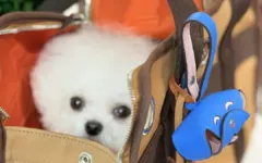 Hermès bán túi ‘nhặt phân chó’, giá hơn 42 triệu đồng