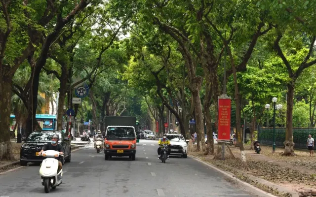 Cách cây xanh giúp thành phố mát hơn 5 độ C