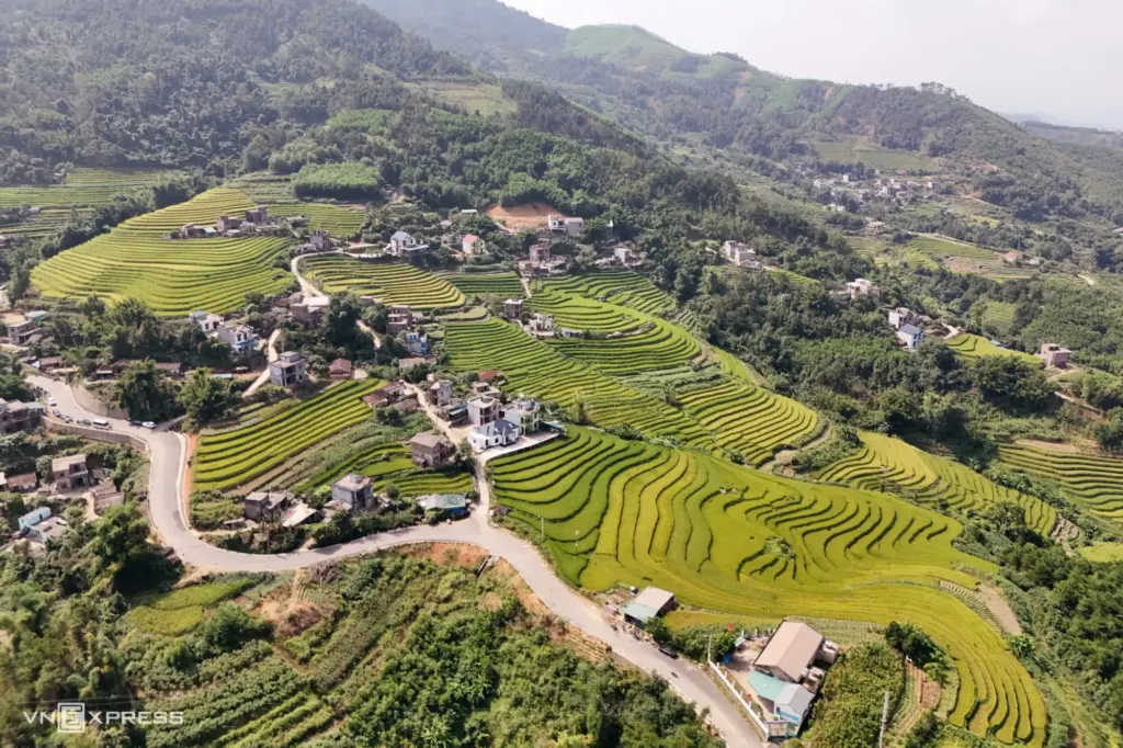 Hình minh họa: Mùa vàng ở vùng biên Lục Hồn