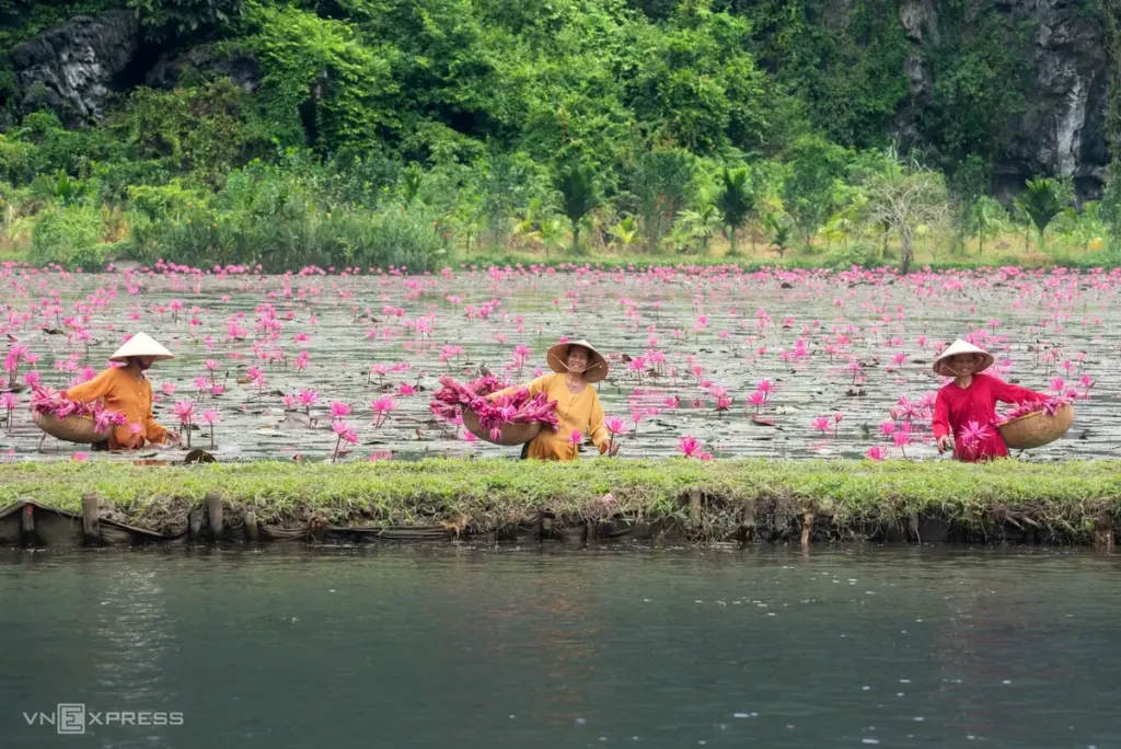 Hình minh họa: Hoa súng nở rộ trên dòng Ngô Đồng