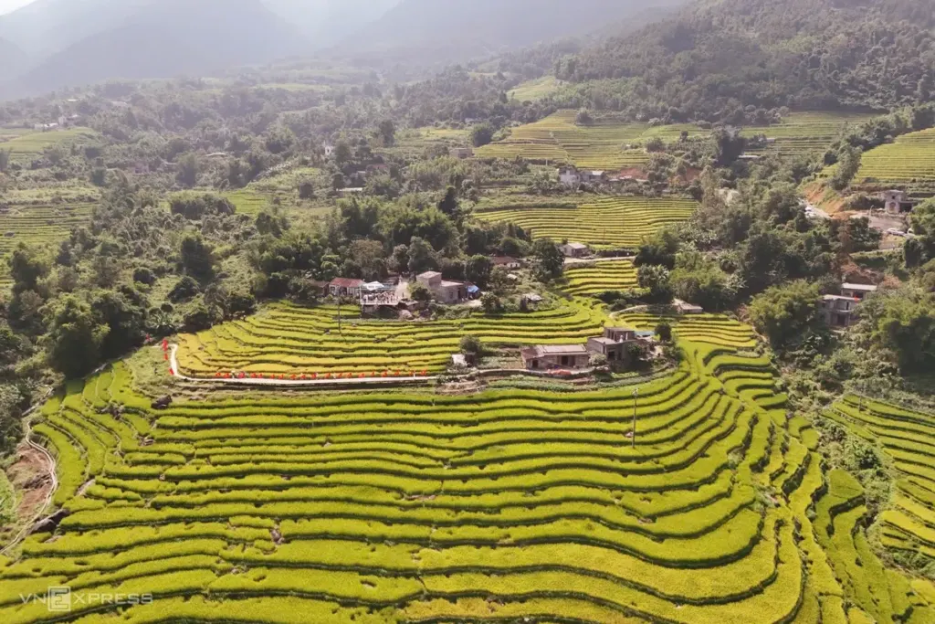 Hình minh họa: Mùa vàng ở vùng biên Lục Hồn