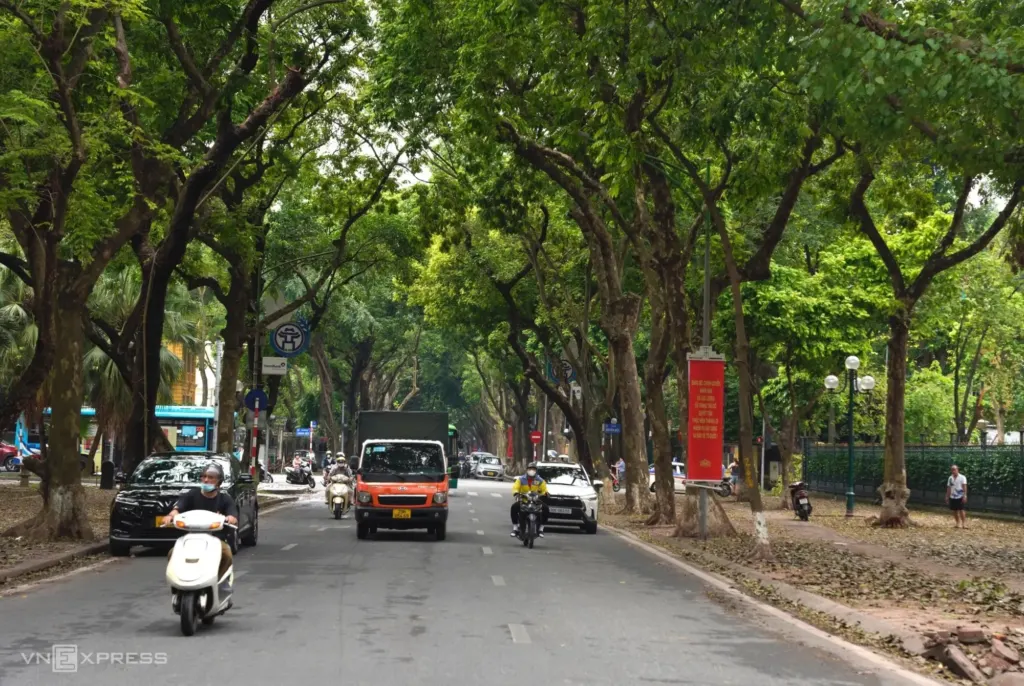 Hình minh họa: Cách cây xanh giúp thành phố mát hơn 5 độ C